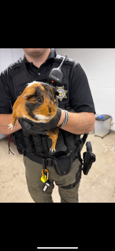 View Steeler the Guinea Pig Photo #2