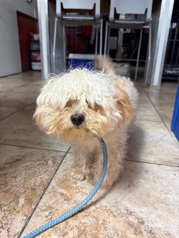 Learn More About Sharkey Sharkey - Dog