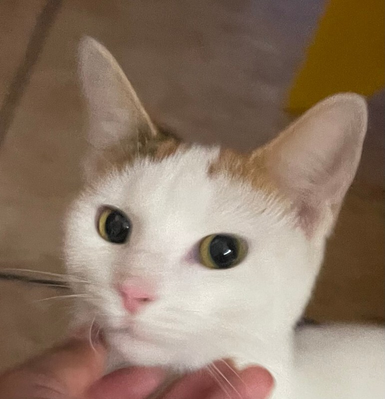 Rupee - Cat
