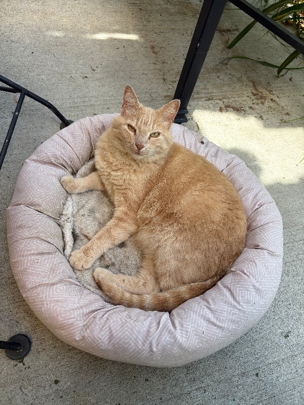 Have You Seen George? George - Cat