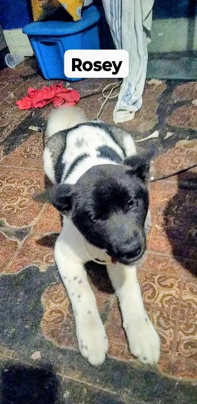 Have You Seen Rosey? Rosey - Dog