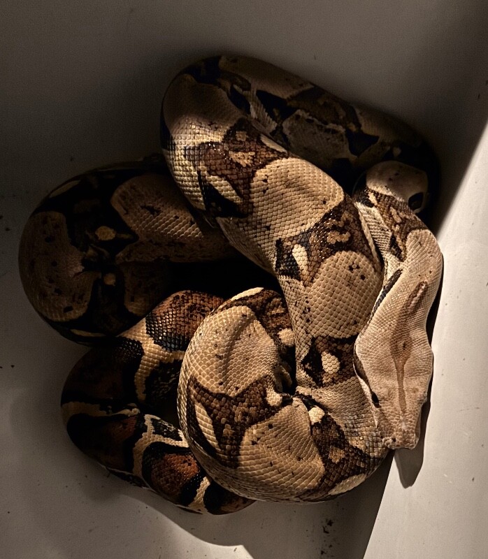 View Snuffles the Snake Photo #2