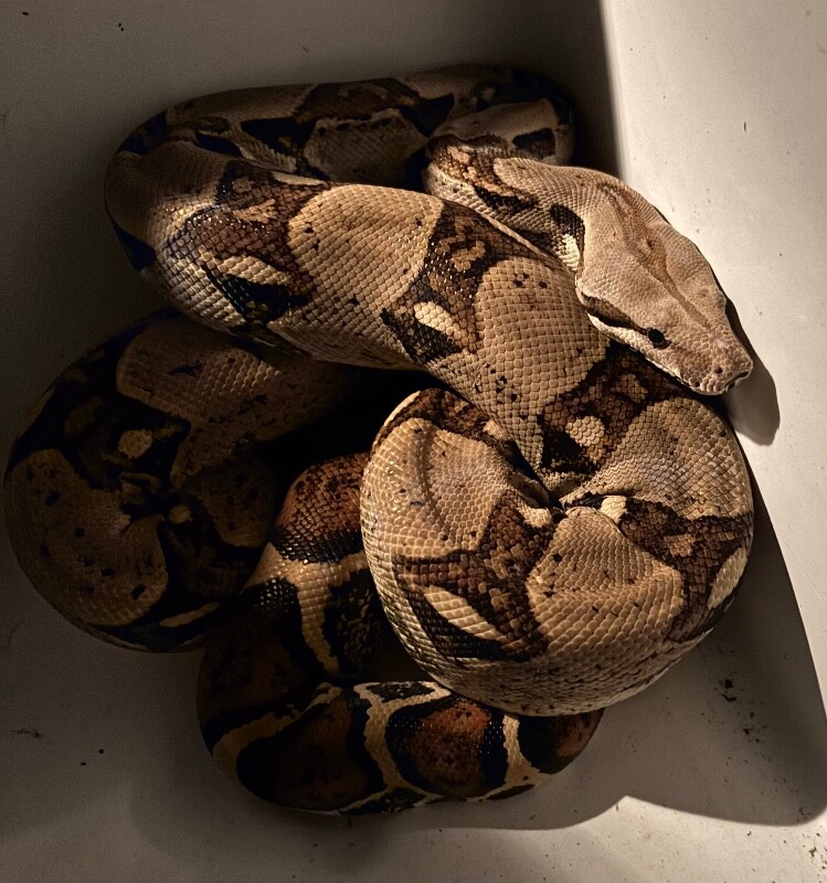 Snuffles - Snake