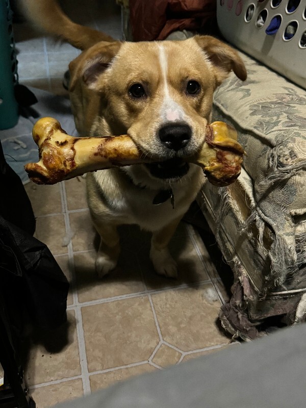 Have You Seen Apollo? Apollo - Dog