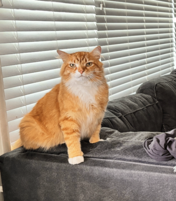 Have You Seen Duck? Duck - Cat