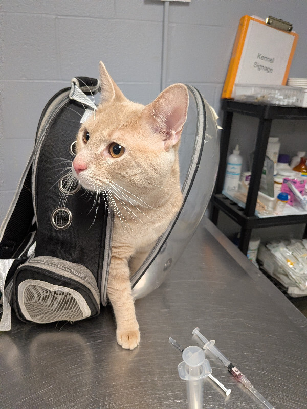 Learn More About Jaeger Jaeger - Cat
