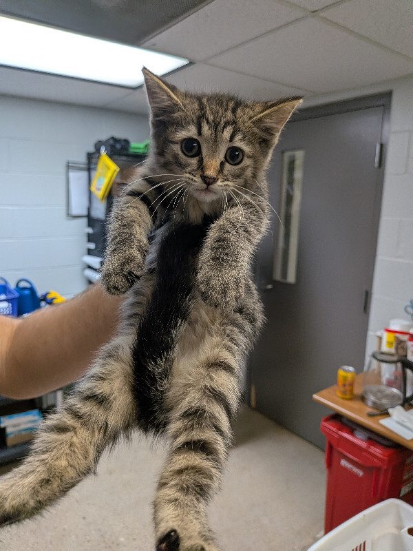 Oliver - Cat
