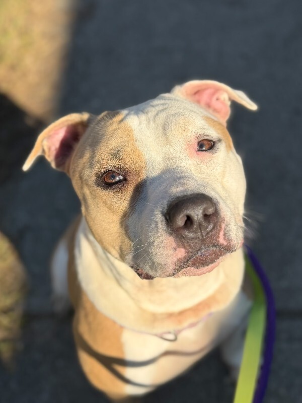 Nala - Dog