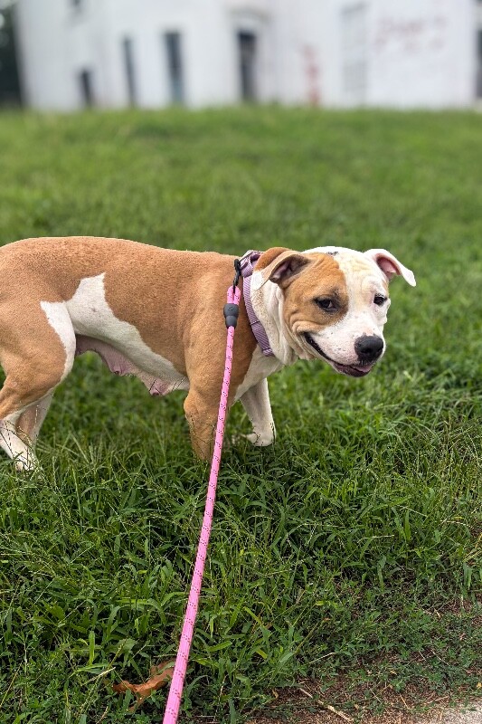 Learn More About Nala Nala - Dog