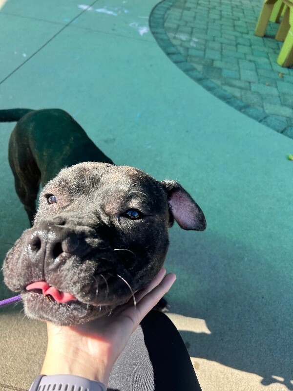 View Batman the Dog Photo #7