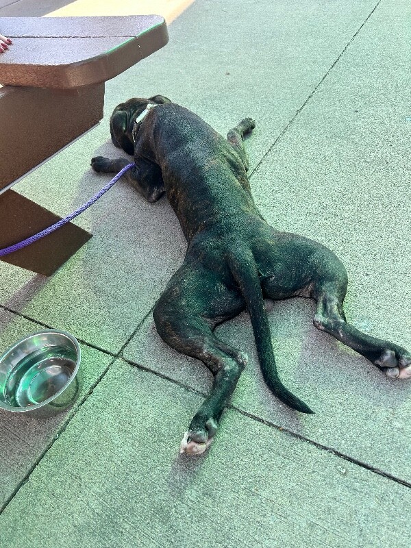 View Batman the Dog Photo #4