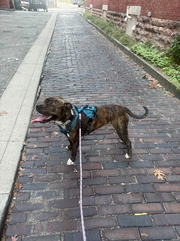 View Judy the Dog Photo #13