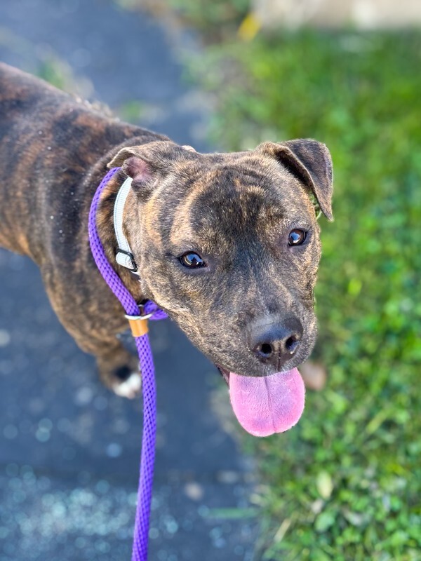 Learn More About Jasmine Jasmine - Dog