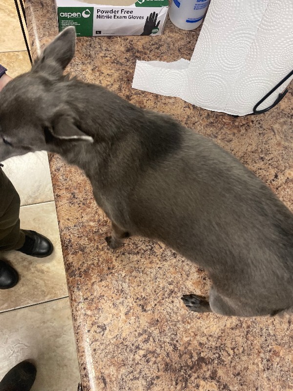 View Beyoncé Carter the Dog Photo #3