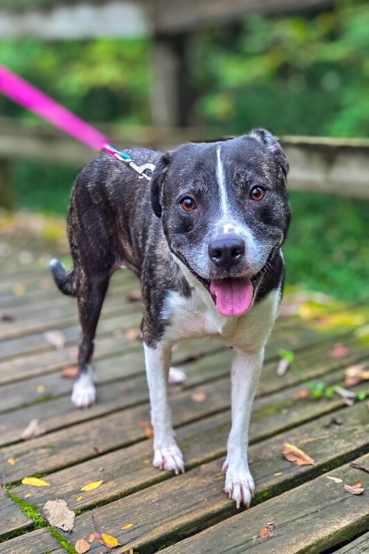Learn More About Urban Urban - Dog