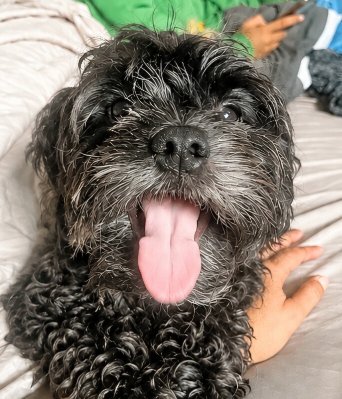 Have You Seen Carol Aymat? Carol Aymat - Dog