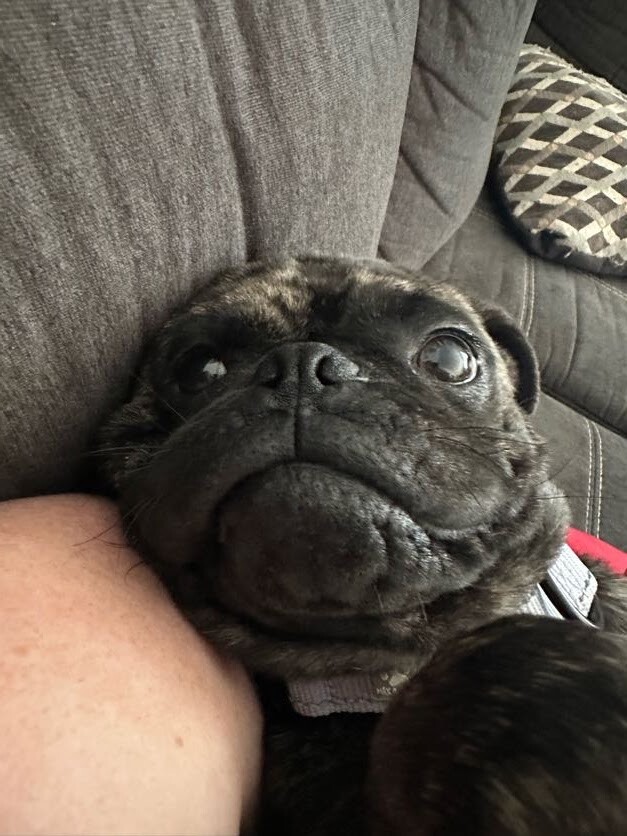 Blueberry - Dog
