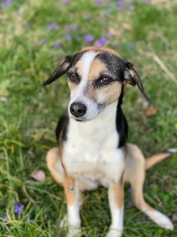 Have You Seen Shorty? Shorty - Dog
