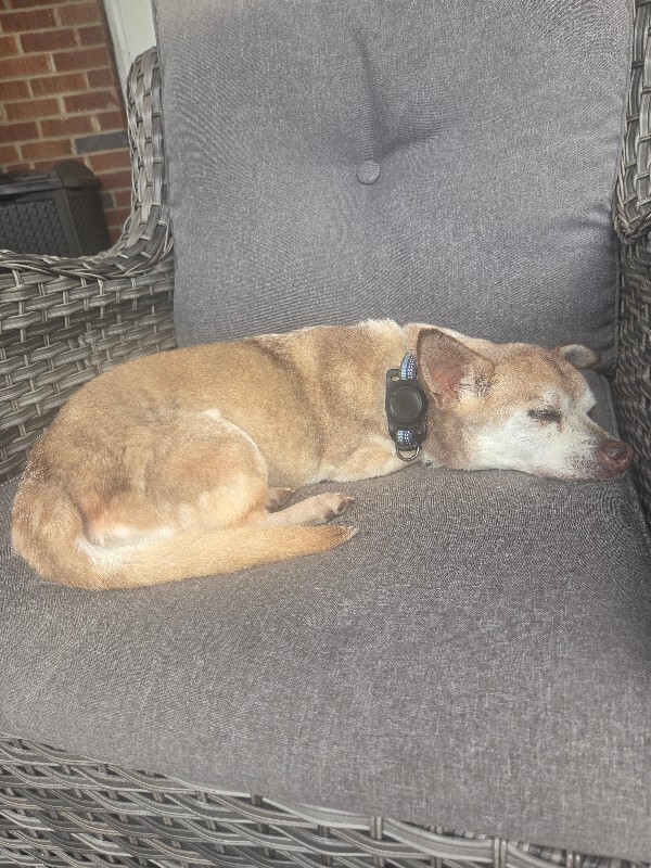Have You Seen Benny? Benny - Dog