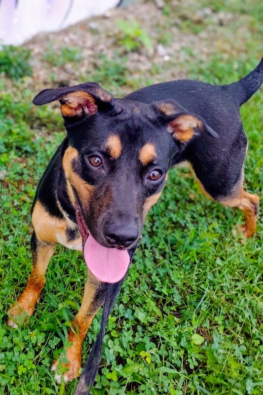 View Cutie Pie the Dog Photo #4