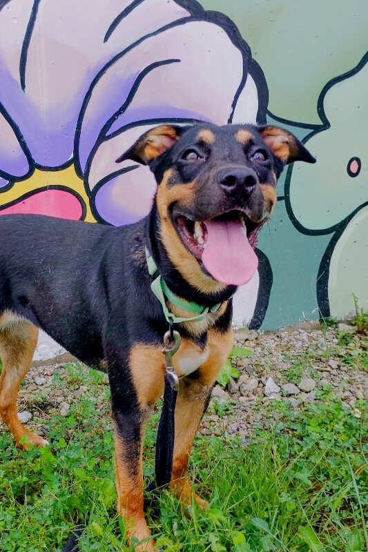 Cutie Pie - Dog