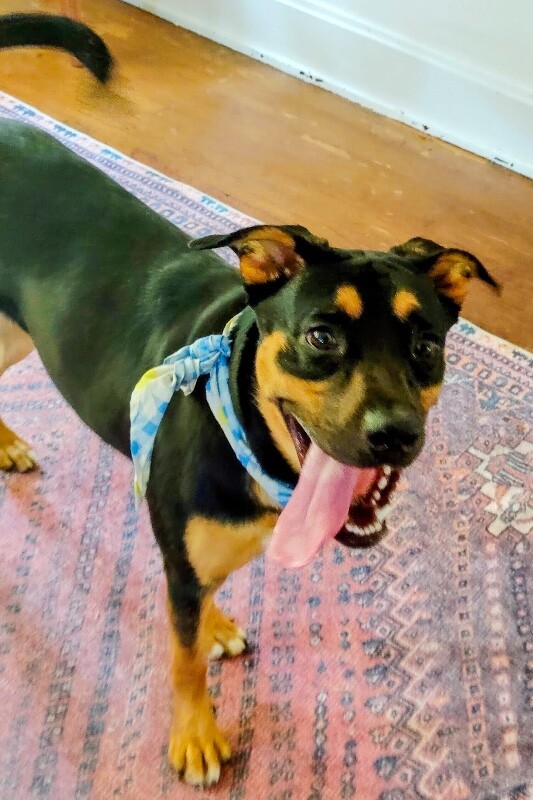 View Cutie Pie the Dog Photo #3