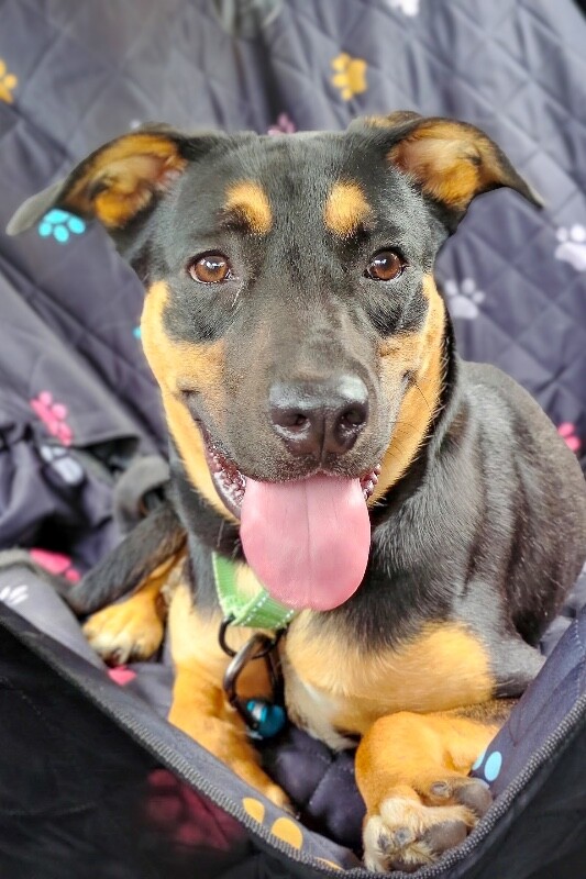 View Cutie Pie the Dog Photo #2