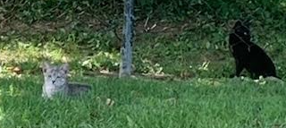 Unknown - Cat