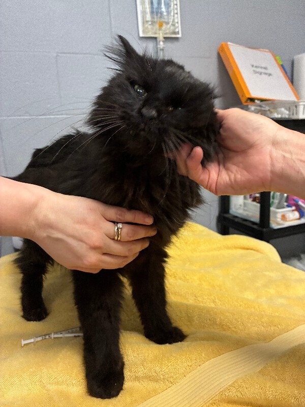 Learn More About Dipsy Dipsy - Cat