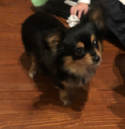 Have You Seen Gracie? Gracie - Dog