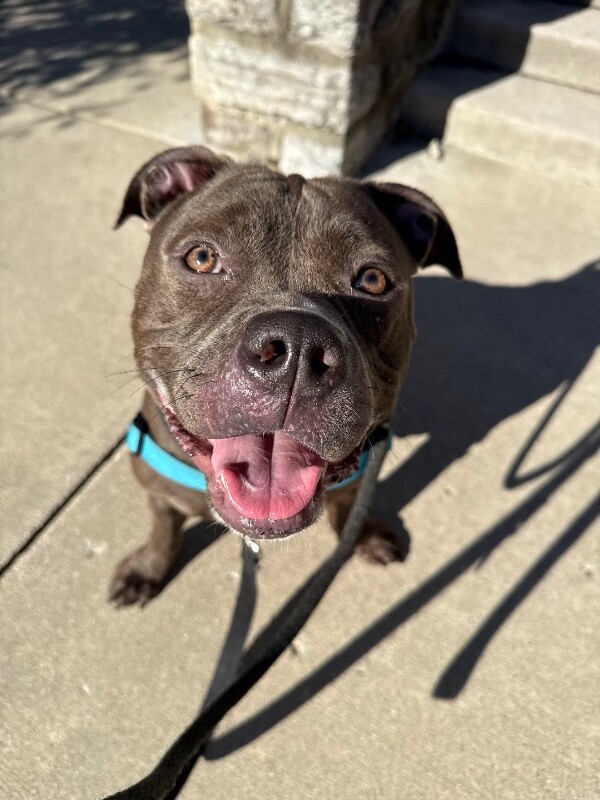 Learn More About Big Mama Big Mama - Dog