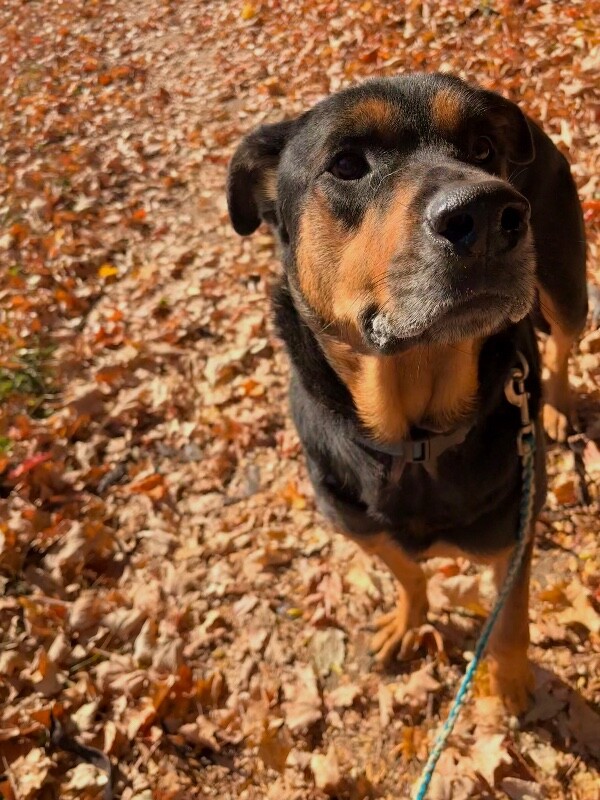 View Ramsey the Dog Photo #3