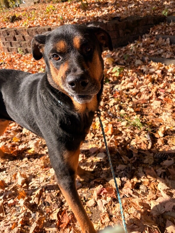 View Ramsey the Dog Photo #2