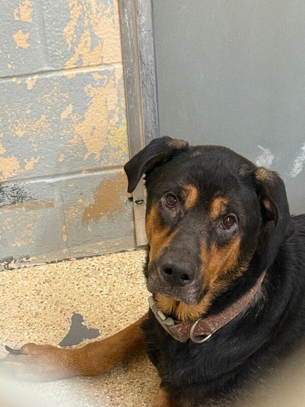 Learn More About Ramsey Ramsey - Dog