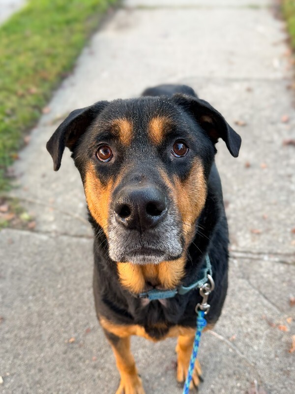 Ramsey - Dog