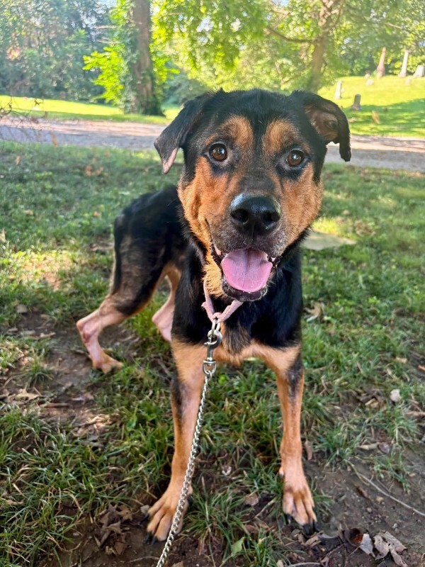 Learn More About Rocky Rocky - Dog