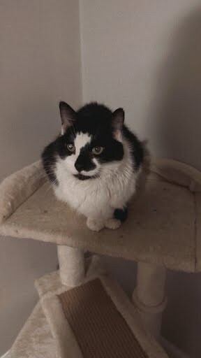 Barnacle - Cat