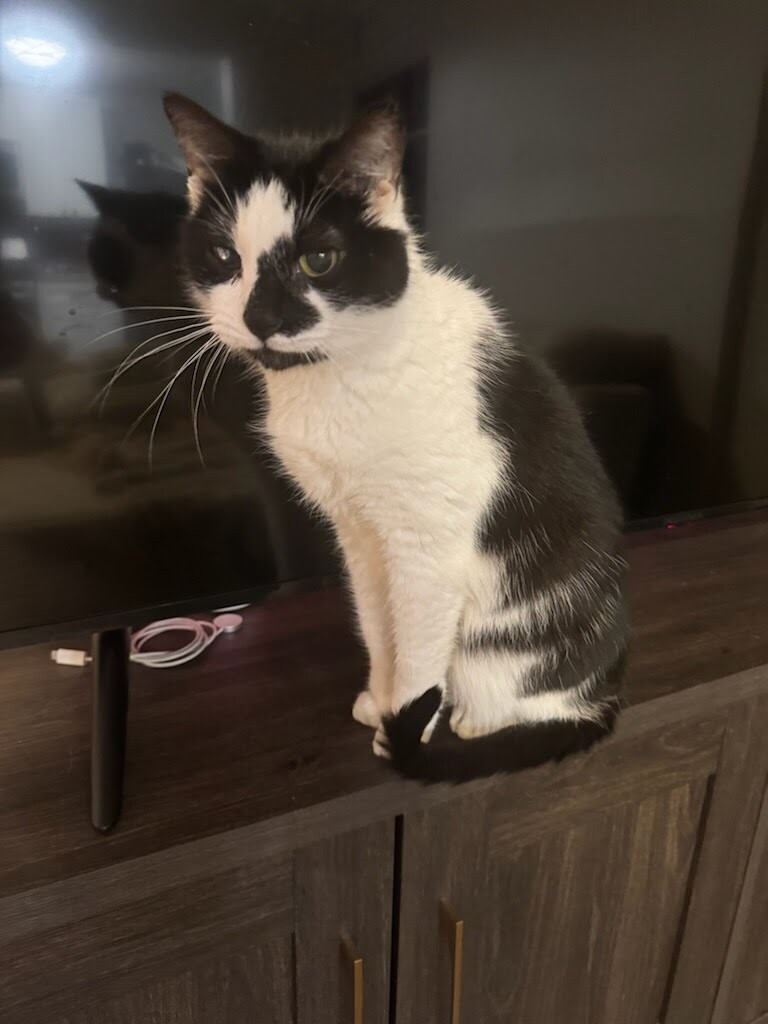 View Barnacle the Cat Photo #2