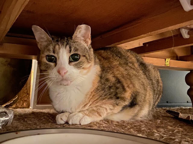 Tetra - Cat