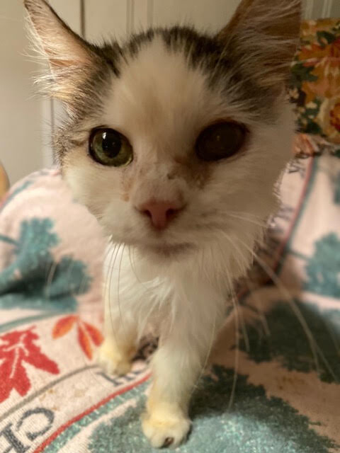 View Tetra the Cat Photo #2