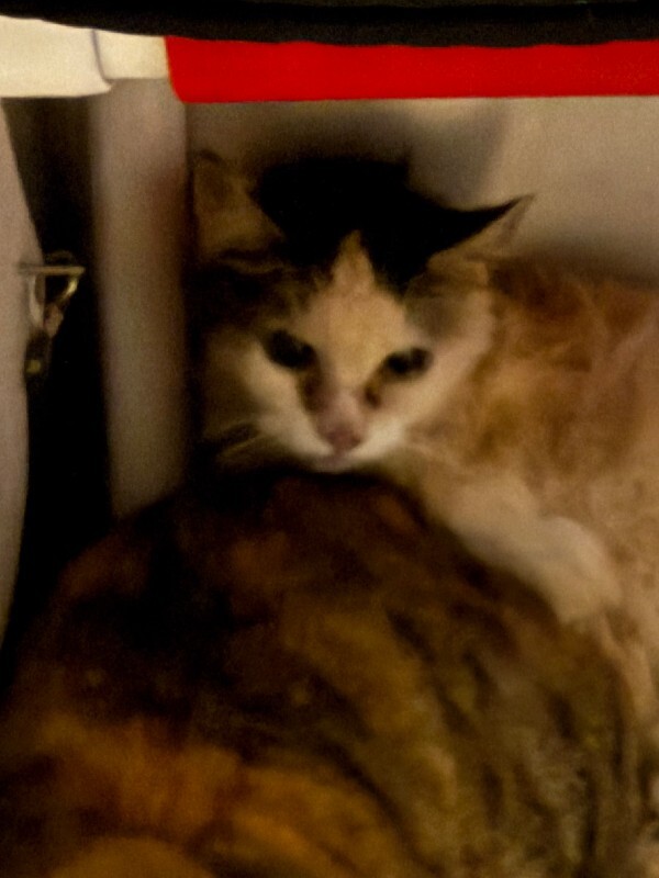 Moray - Cat