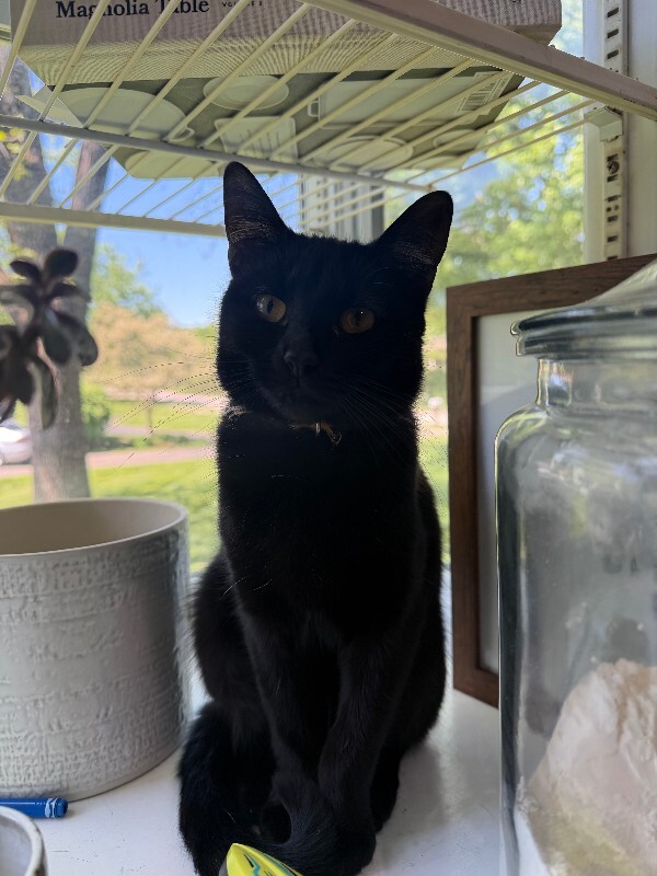 Have You Seen Pippin? Pippin - Cat