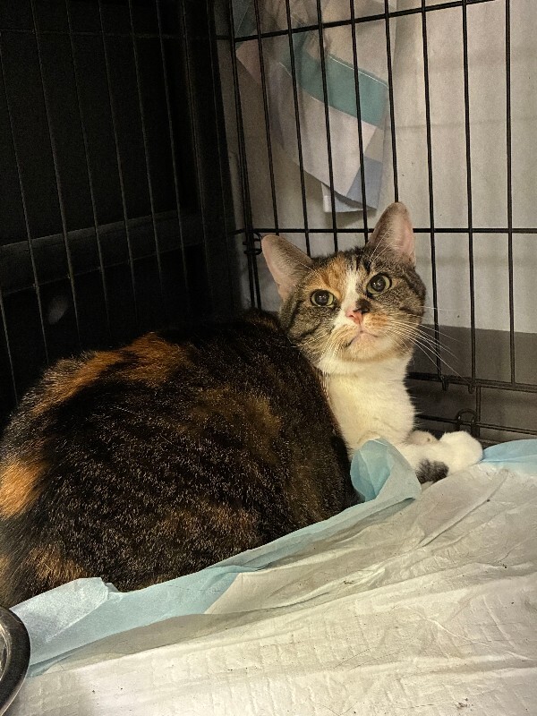 Learn More About Goldie Goldie - Cat