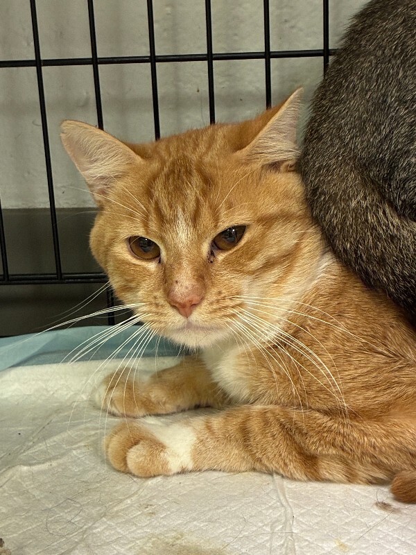 Learn More About Garfield Garfield - Cat