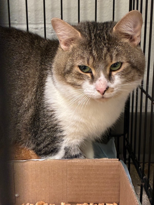 Learn More About Frankie Frankie - Cat