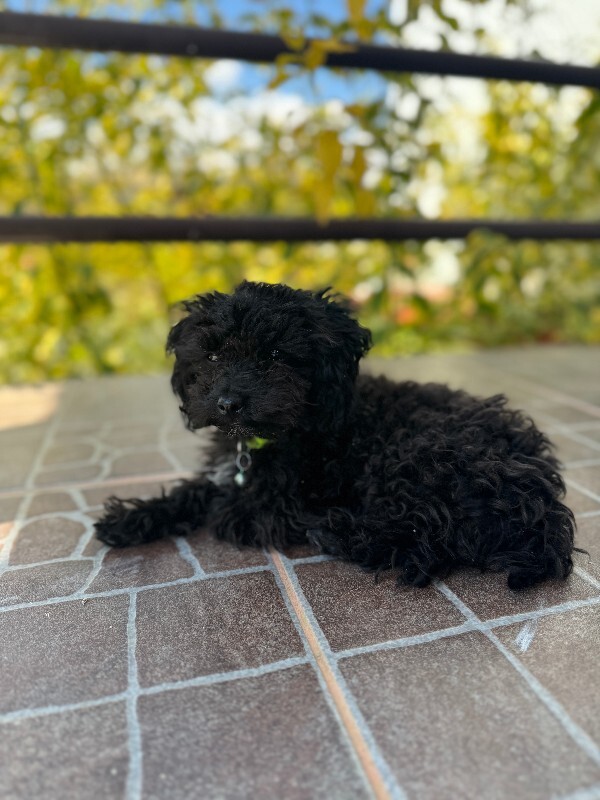 Have You Seen Jasper? Jasper - Dog