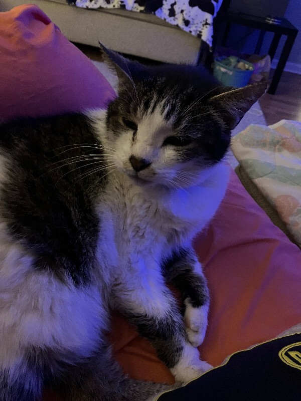 Have You Seen Shimmey? Shimmey - Cat