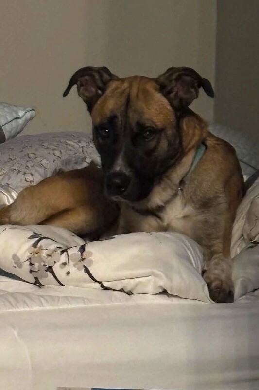 View Duke the Dog Photo #7