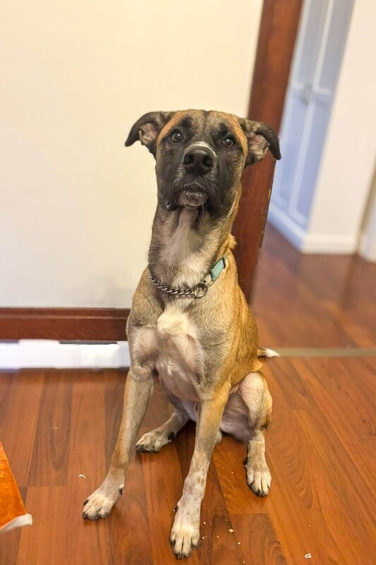 View Duke the Dog Photo #2