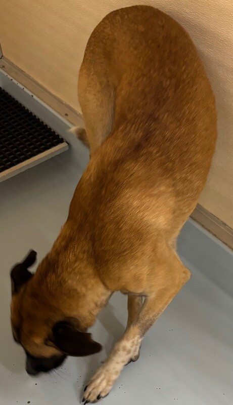 View Duke the Dog Photo #2